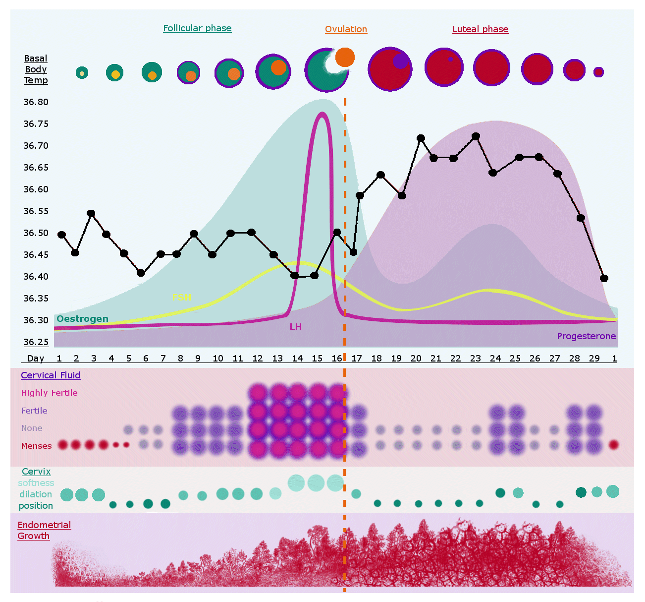 Cervical Mucus Fertility Chart