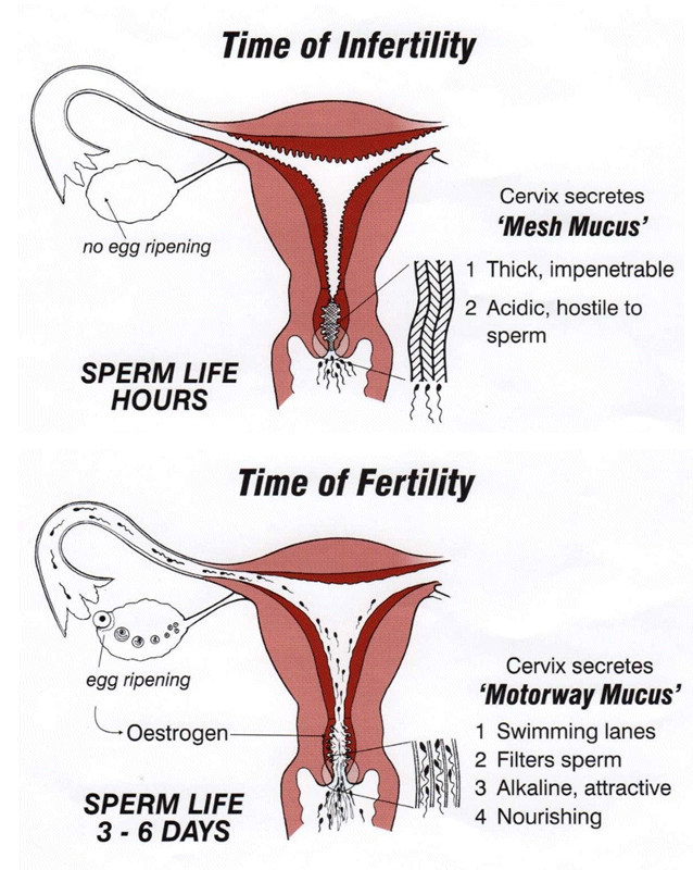 natural fertility